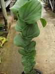 фотографија Шљунак Биљка лијана (Rhaphidophora), зелен