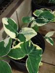 照 室内植物 马兰加，yautia (Xanthosoma), 杂色