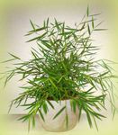 Foto Topfpflanzen Miniatur-Bambus (Pogonatherum), grün