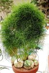 Photo des plantes en pot Escalade Oignon (Bowiea), vert