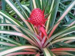Photo Pineapple characteristics