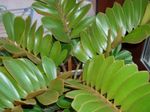 Photo des plantes en pot Floride Arrow-Root des arbres (Zamia), vert