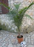 Photo Majesty Palm characteristics