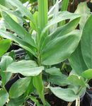 fénykép Szobanövények Cardamomum, Elettaria Cardamomum , zöld