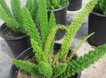 снимка Интериорни растения Аспержи (Asparagus), зелен