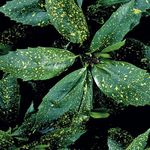 fotografija Sobne rastline Zlato Drevo Prah, Aucuba Japonica grmi , pestro