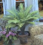 снимка Интериорни растения Трудно Папрат (Blechnum gibbum), зелен