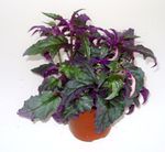 Photo Purple Velvet Plant, Royal Velvet Plant characteristics