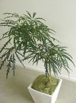 照 室内植物 假龙牙 树 (Dizygotheca elegantissima), 深绿