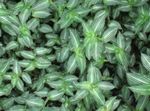 снимка Интериорни растения Callisia, Боливийският Евреин , на петна