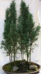fénykép Szobanövények Ciprus fa (Cupressus), zöld