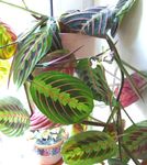 foto Prayer Plant (Maranta), variegado