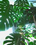 Photo Fendue Philodendron Feuilles les caractéristiques