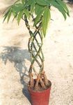 Photo Guiana chestnut, Water Chestnut characteristics