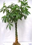 Foto Stueplanter Guyana Kastanje, Vandkastanjer træ (Pachira aquatica), grøn