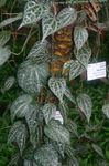 Фото үй өсімдіктер Крендель лиана (Piper crocatum), таңбада тап