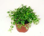 fotografie Pokojové rostliny Dělostřelectvo Kapradina, Miniaturní Peperomia (Pilea microphylla, Pilea depressa), světle-zelená