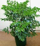 フォト 観葉植物 チャイナドール 低木 (Radermachera sinica), 緑色