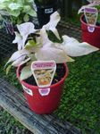 Photo House Plants Syngonium liana , silvery