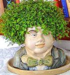 foto Le piante domestiche Helxine (Soleirolia), Lacrime Del Bambino , verde