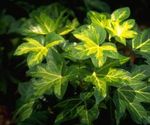 foto Le piante domestiche Albero Edera la liana (Fatshedera lizei), eterogeneo