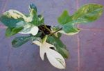фота Хатнія Расліны Філадэндрон Ліяна ліяна (Philodendron  liana), стракаты
