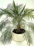 Photo Date Palm characteristics