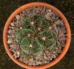 снимка Интериорни растения Ferocactus пустинен кактус , жълт