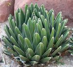 Foto Pflanzen Amerikanische Jahrhundert, Pita, Gespickt Aloe Merkmale