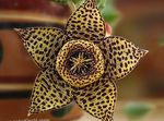 Photo Carrion Plant, Starfish Flower, Starfish Cactus characteristics