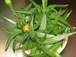 foto Le piante domestiche Schwant Bergeranthus le piante grasse (Bergeranthus Schwant), giallo