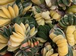 снимка Интериорни растения Холандските Крила, Адвокати Език сукуленти (Gasteria), розов