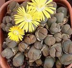 Фото Домашние Растения Литопсы (Живые камни) суккулент (Lithops), желтый