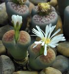 Photo Pebble Plants, Living Stone characteristics