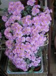 foto As Plantas da Casa Oscularia suculento , lilás