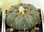 foto Le piante domestiche Astrophytum il cactus desertico , giallo
