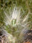 снимка Интериорни растения  пустинен кактус , червен