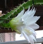 Photo Sun Cactus characteristics