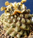 фотографија Затворене Биљке Цопиапоа пустињски кактус (Copiapoa), жут