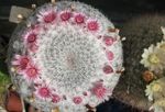 Photo Old lady cactus, Mammillaria characteristics