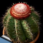 Photo Turks Head Cactus characteristics