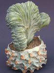 fotografie Pokojové rostliny Modrá Svíčka, Borůvky Kaktus (Myrtillocactus), bílá