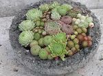 Фото үй өсімдіктер Жас (Рок Раушан) шырынды (Sempervivum), қызғылт