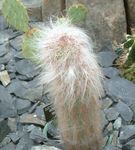Фото үй өсімдіктер Oreotsereus кактус шөл (Oreocereus), қызғылт