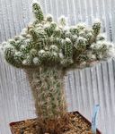 fénykép Szobanövények Oreocereus sivatagi kaktusz , rózsaszín