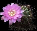 zdjęcie Pokojowe Rośliny Sulcorebutia pustynny kaktus , biały