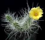 снимка Интериорни растения Tephrocactus пустинен кактус , жълт