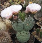 fotografie Pokojové rostliny Tephrocactus pouštní kaktus , bílá
