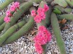 fotografija Sobne rastline Haageocereus puščavski kaktus , roza