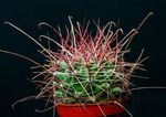 fotografie Pokojové rostliny Hamatocactus pouštní kaktus , žlutý